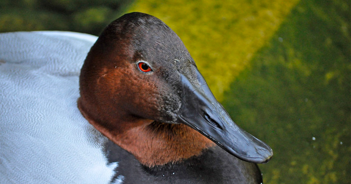 Carved decoy